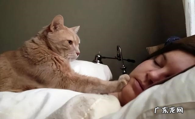 寄生虫感染 主人和猫咪同睡的危害是什么
