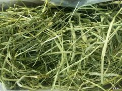 牧草 荷兰猪的饮食要注意什么