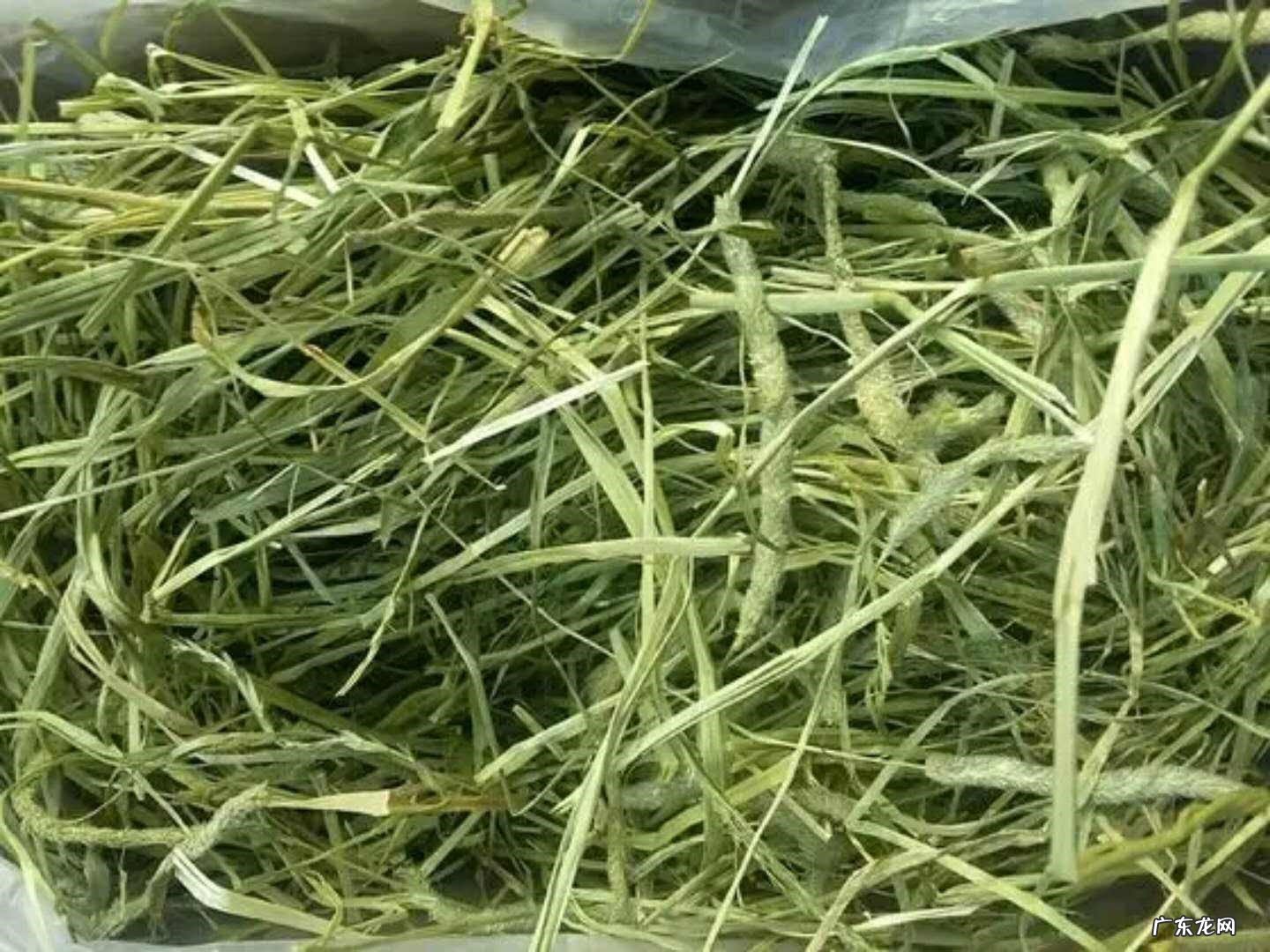 牧草 荷兰猪的饮食要注意什么