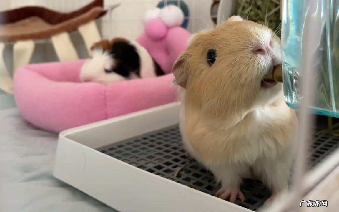 牧草 荷兰猪的饮食要注意什么