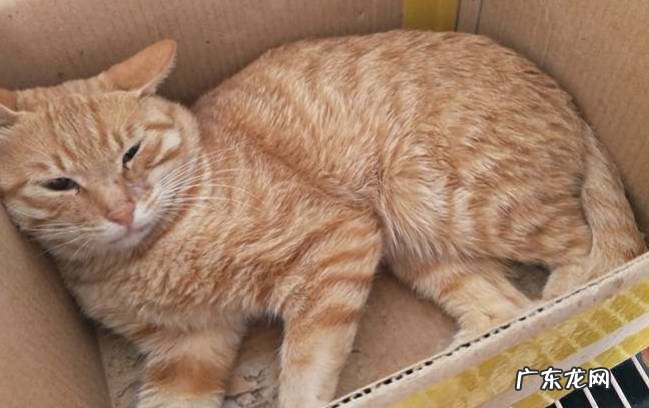 美短猫，狮子猫，狸花猫 受欢迎的宠物猫有哪些品种