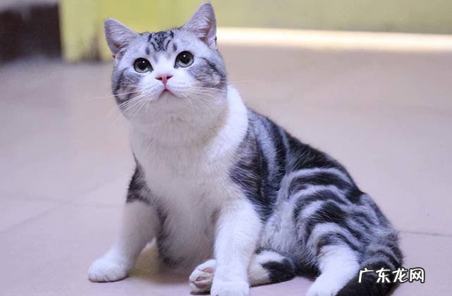 美短猫，狮子猫，狸花猫 受欢迎的宠物猫有哪些品种