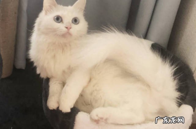 美短猫，狮子猫，狸花猫 受欢迎的宠物猫有哪些品种