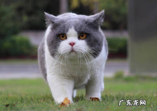 奶牛猫,英短猫等 常见的被弃养的猫有哪些