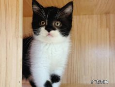 奶牛猫，英短猫等 常见的被弃养的猫有哪些