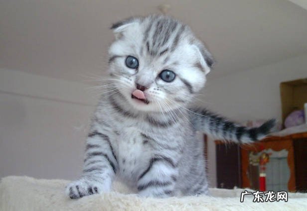 奶牛猫,英短猫等 常见的被弃养的猫有哪些