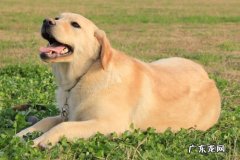 拉布拉多，金毛，比格犬 适合孩子的陪伴犬有哪些