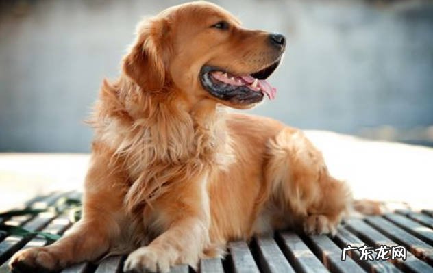 拉布拉多,金毛,比格犬 适合孩子的陪伴犬有哪些