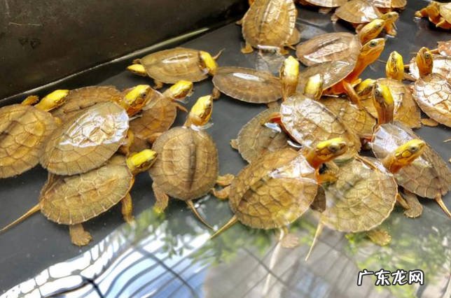 不适宜的环境 金钱龟有哪些养殖误区
