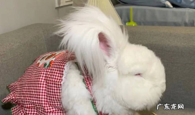狮子兔 哪些是家养宠物兔最好的选择