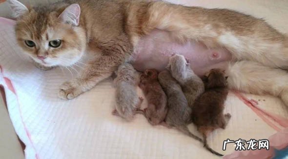 过度繁殖 不给猫咪做绝育的危害是什么