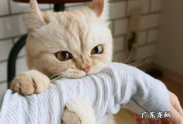 过度繁殖 不给猫咪做绝育的危害是什么