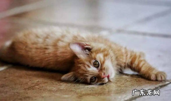 过度繁殖 不给猫咪做绝育的危害是什么