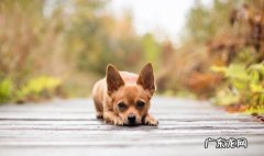 看状态 买狗狗怎么才能不被坑