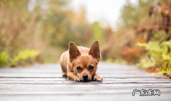 看状态 买狗狗怎么才能不被坑