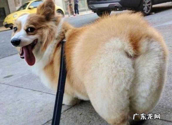看状态 买狗狗怎么才能不被坑