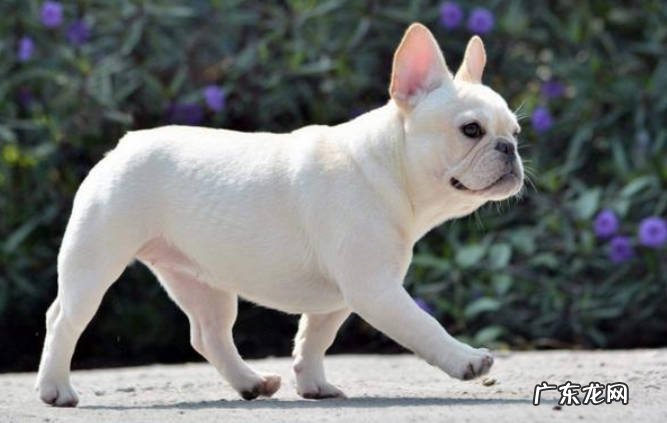 体型不同 怎么分辨巴哥犬和斗牛犬