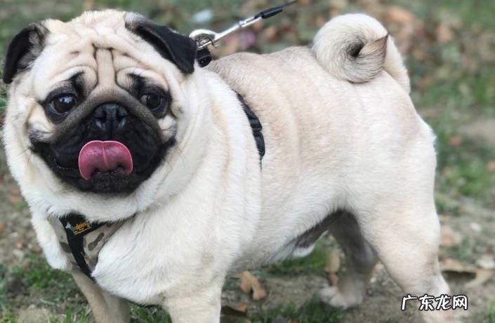 体型不同 怎么分辨巴哥犬和斗牛犬