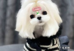 马尔济斯 懒人养狗可以选哪些品种