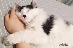 粘人 缺爱的猫咪有哪些表现