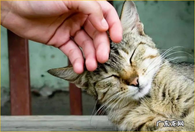 粘人 缺爱的猫咪有哪些表现