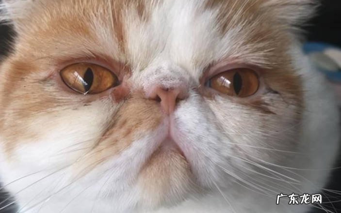 贪吃 加菲猫不再受欢迎的原因是什么