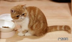 贪吃 加菲猫不再受欢迎的原因是什么