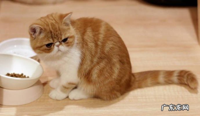 贪吃 加菲猫不再受欢迎的原因是什么