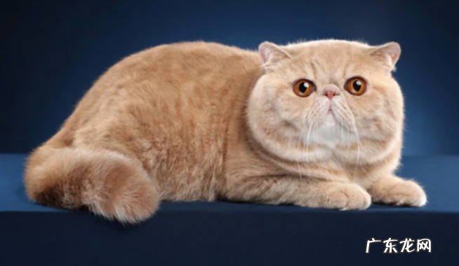 贪吃 加菲猫不再受欢迎的原因是什么