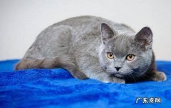 不爱运动 哪些原因导致蓝猫的弃养率高