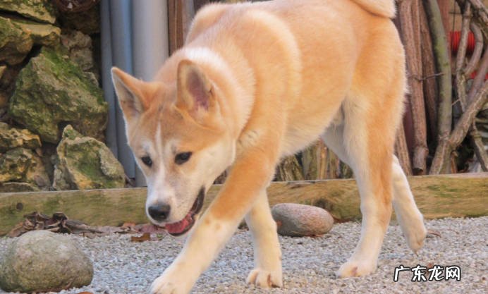秋田犬 哪些品种的狗狗不适合新手