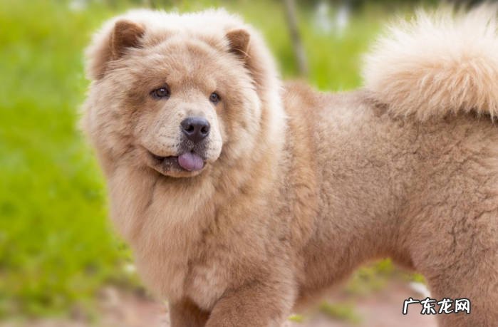 秋田犬 哪些品种的狗狗不适合新手