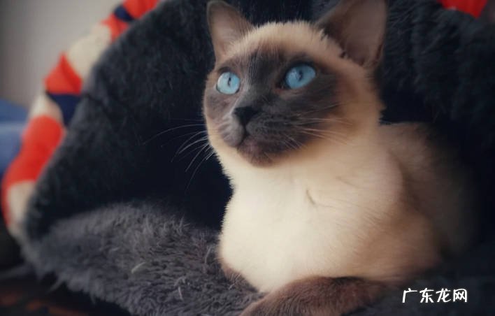 狸花猫 哪些是常见的猫咪的品种
