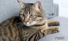 狸花猫 哪些是常见的猫咪的品种