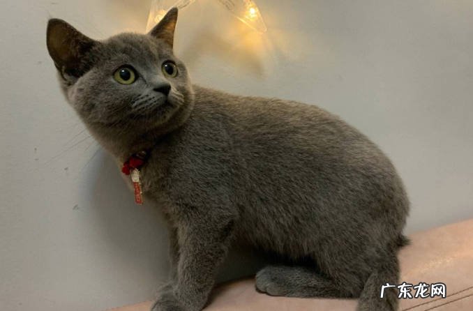 狸花猫 哪些是常见的猫咪的品种