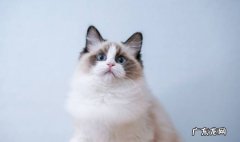 布偶猫 哪些猫咪流浪状态下无法存活