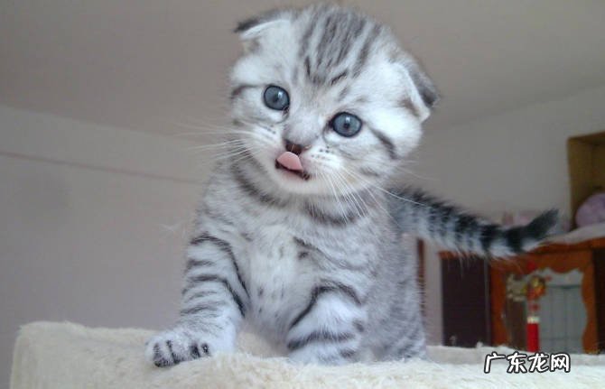 布偶猫 哪些猫咪流浪状态下无法存活
