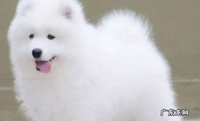 阿拉斯加 城市喂养最多的大型犬有哪些