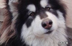 阿拉斯加 城市喂养最多的大型犬有哪些