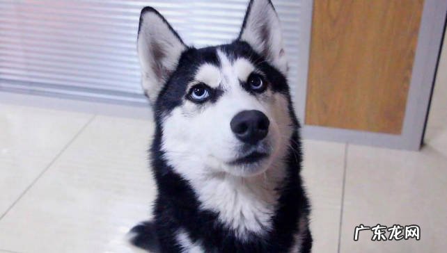 阿拉斯加 城市喂养最多的大型犬有哪些