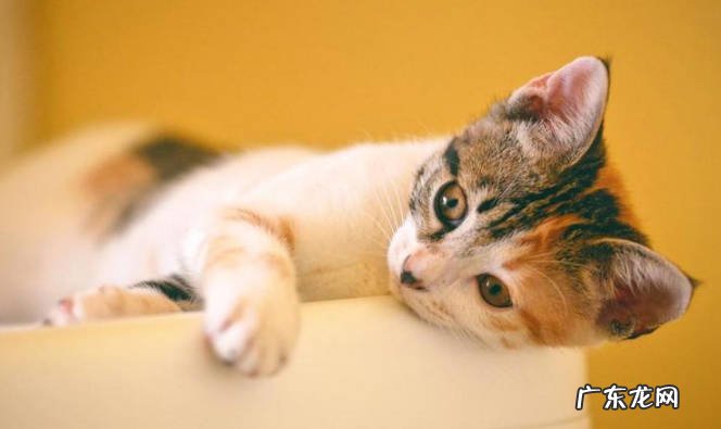 性格 猫咪绝育前后有哪方面的变化