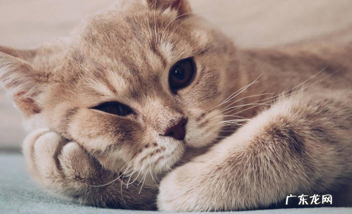性格 猫咪绝育前后有哪方面的变化