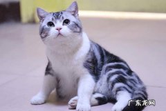狸花猫 性格调皮的猫咪有哪些