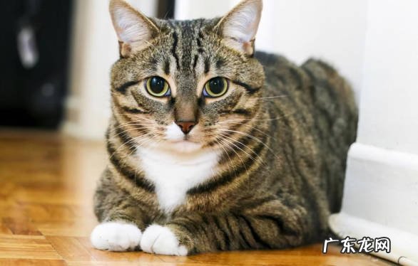 狸花猫 性格调皮的猫咪有哪些