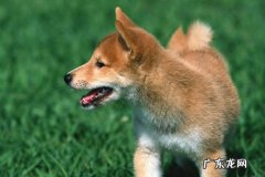 鼻子 挑选狗狗要注意哪些特征