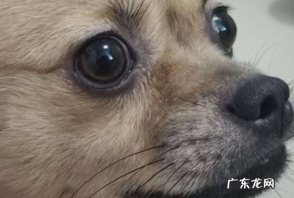 鼻子 挑选狗狗要注意哪些特征