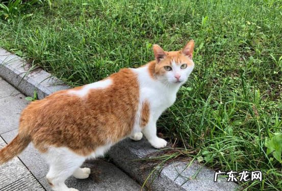 价格 田园猫和品种猫的区别是什么