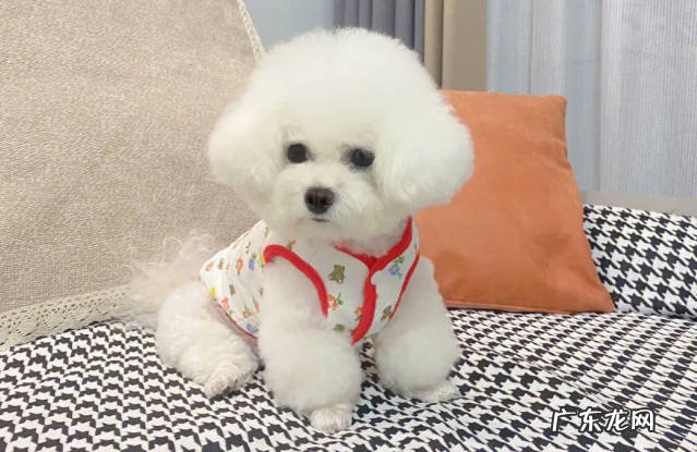比熊,泰迪,金毛 养狗狗最好认准哪些品种