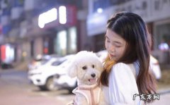 变粘人 比熊去世前有哪些表现