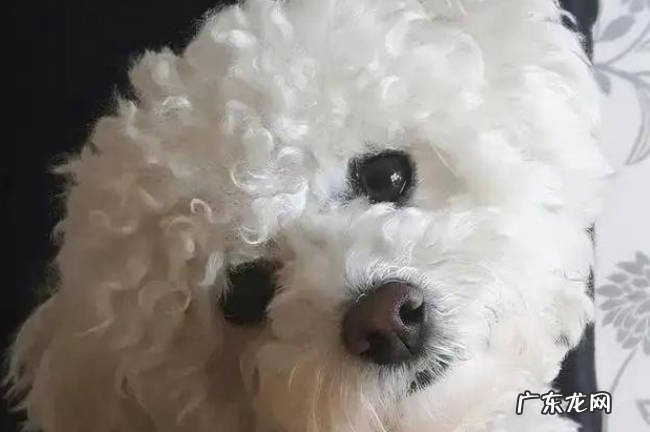 变粘人 比熊去世前有哪些表现